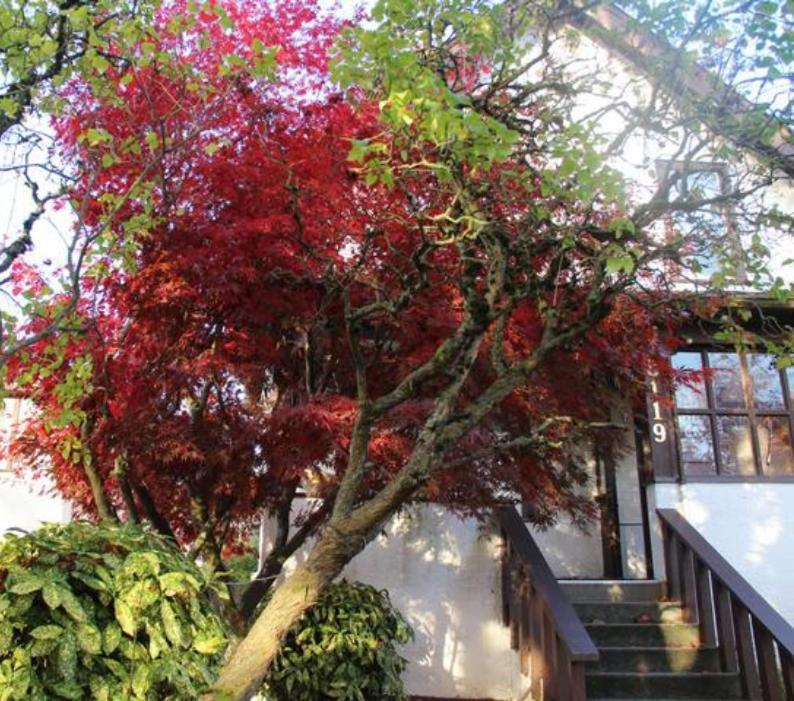 John'S House In Vancouver West Exterior foto
